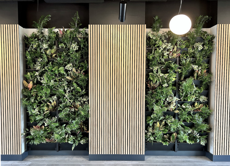 A biophliic green wall in an indoor space. Two walls full of luscious green plants are separated by pine coloured wooden cladding. In the top right is a large circular white light bulb.