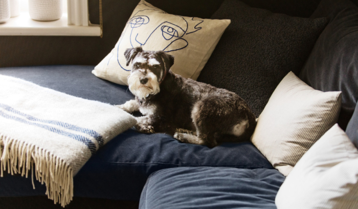Interior Design for Dogs